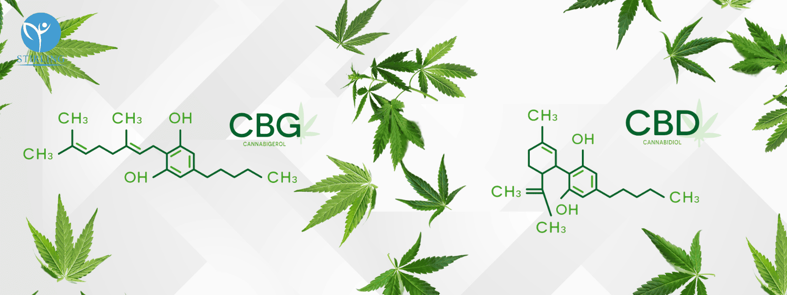 What is the difference between CBD and CBG